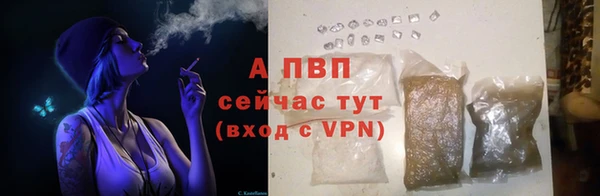 гашик Карпинск